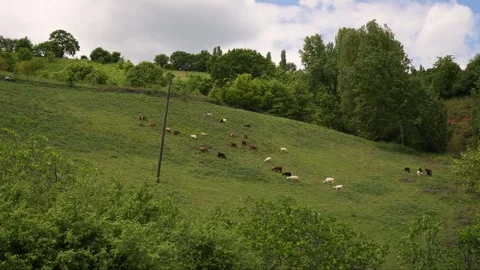 Goats eating Grass in the Meadows 2 Vidéo 283856258