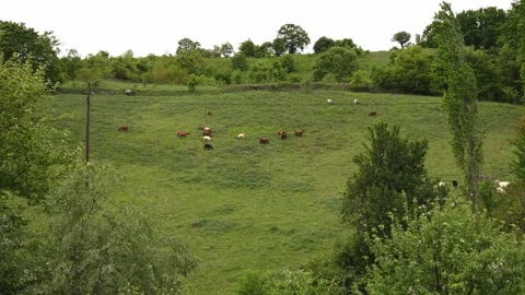 Goats eating Grass in the Meadows. Stock Footage 283856222