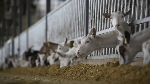 Goats eating at large farm Stock Footage 82537693