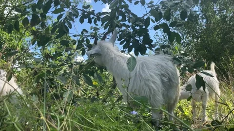 Goats eating leaves close up Stock Footage 202142662