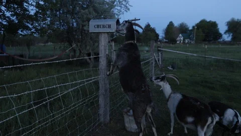 Goats Eating From Mailbox Stock Footage 111604064