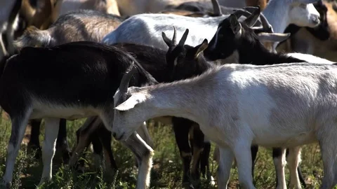 Goats eating on a meadow Stock Footage 122259938
