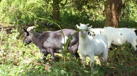 Goats eating plants Stock Footage 8761100
