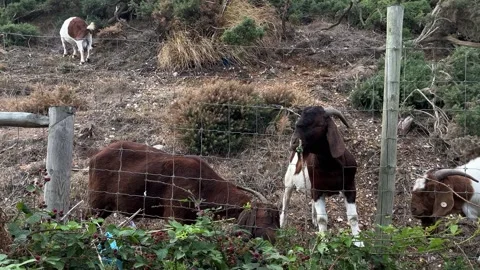 Goats eating shrubs Stock Footage 313368562