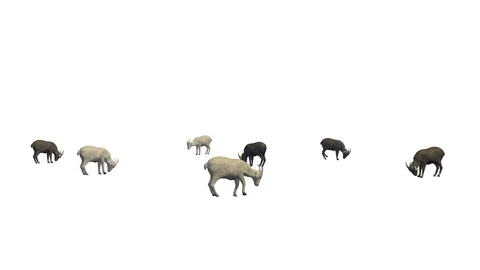 GOATS EATING SIDE VIEW C Vídeos de archivo 101556325