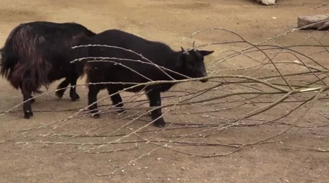 Goats Eating Tree Branches Video stock 48842188