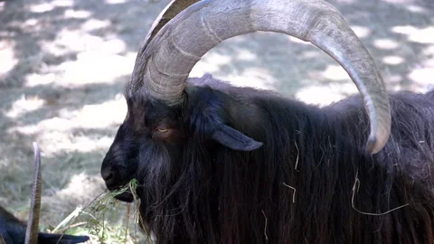 Goats in Enclosure Stock Footage 293179040