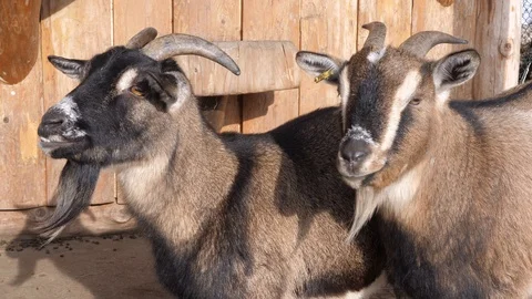 The goats enjoys the sun 스톡 동영상 102389930