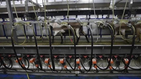 Goats entering milking parlor Stock Footage 82537853