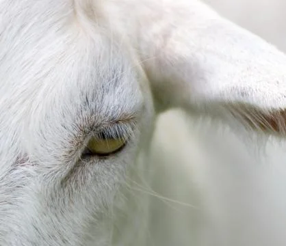 Goats Eye closeup Stock Photos