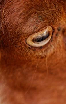 Goat's eye Stock Photos