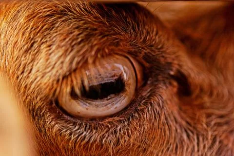 Goat's eye Stock Photos