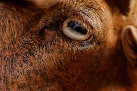 Goat's eye Stock Photos