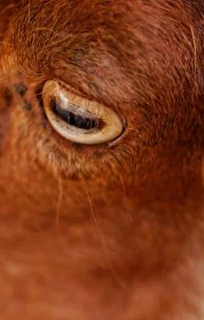 Goat's eye Stock Photos
