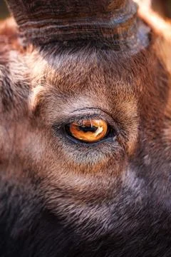 A goat's eye Stock Photos
