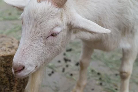Goat's Face Stock Photos