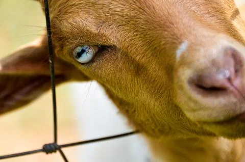 Goats face Stock Photos
