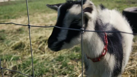 Goats On A Farm 2 Stock Footage 90536697