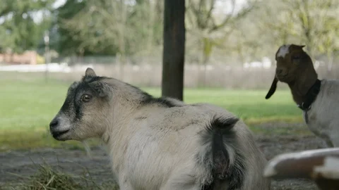 Goats On A Farm 5 Stock Footage 90769090