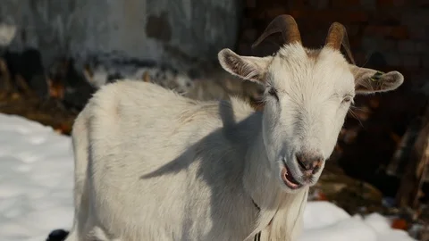 Goats on the farm. Animals Stock Footage 125924982