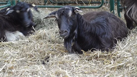 Goats on the farm, close up Видео 108331684