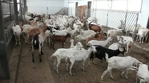 Goats farm 動画素材 11852695