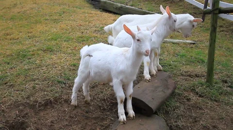 Goats in farm Stock Footage 33494767