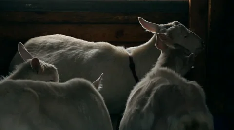 Goats in the farm Stock-Footage 47839397