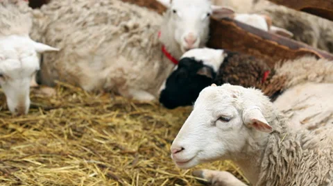 Goats farm Stock Footage 47839878