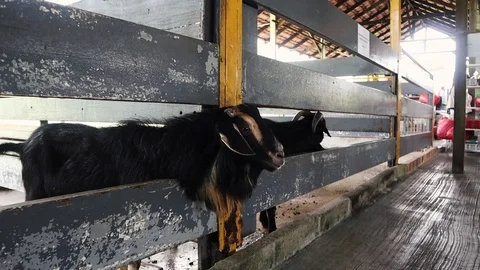Goats in farm Stock Footage 89518063
