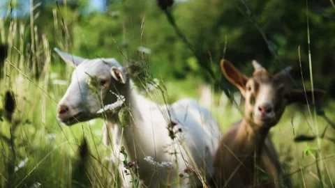 Goats on a farm 動画素材 92410071