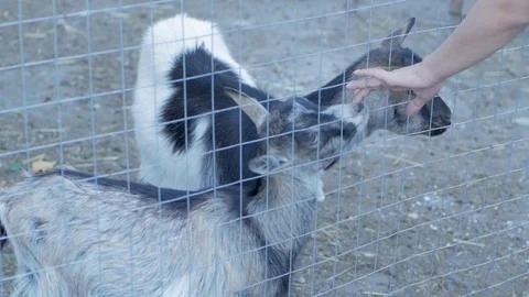 Goats farm Stock Footage 101979101