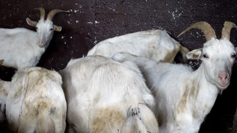 Goats on the farm. Stock Footage 108629068