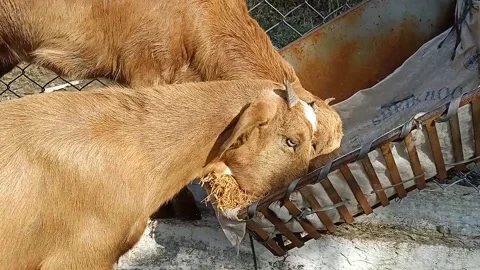 Goats in a farm. Stock Footage 232831802
