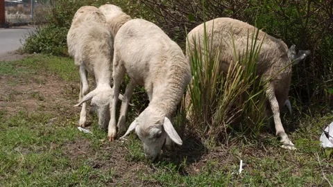 The goats farm Video stock 259126642
