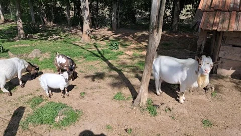 Goats on a Farm Video stock 297461512