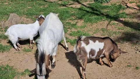 Goats on the Farm Video stock 297463227