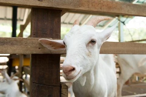Goats in farm Stock-Fotos
