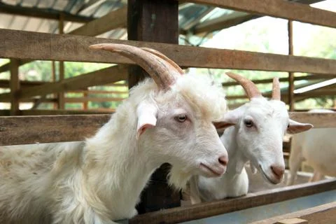 Goats in farm Stock Photos