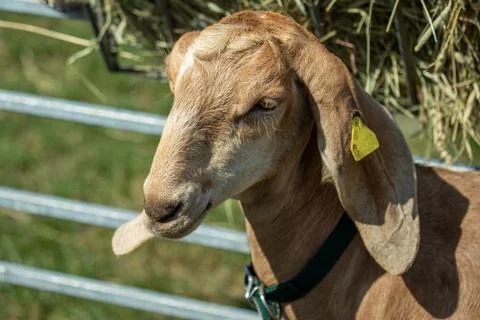 Goats on the farm Stock Photos