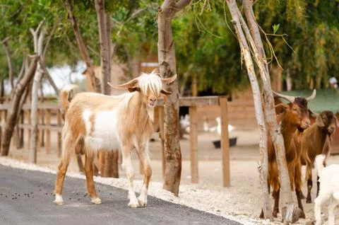 The goats is in the farm. Stock Photos