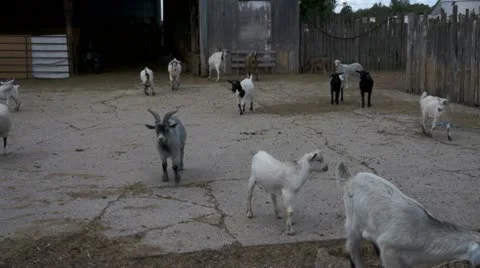 Goats On A Farm Ranch Stock Footage 11806295