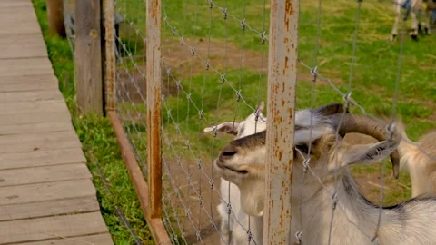 Goats on a farm in summer. Selective focus. Stock Footage 317876595
