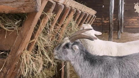 Goats on the farm in winter Stock Footage 331501765