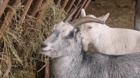 Goats on the farm in winter Stock Footage 331501766