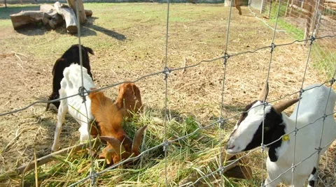 Goats feed on a small farm. Stock Footage 62192730