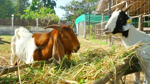Goats feed on a small farm. Stock Footage 62197497