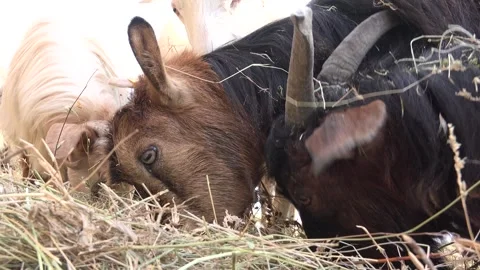 Goats feeding on dry hay at rustic farmyard as curious faces - Farmyard Animals Stock Footage 339817723