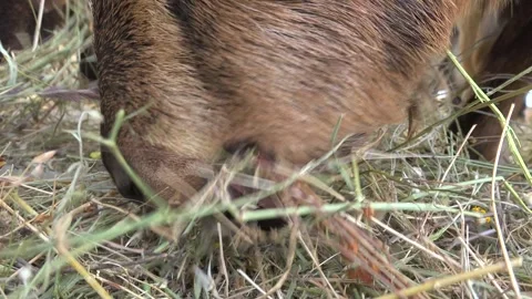 Goats feeding on dry hay at rustic farmyard - Farmyard Animals and Barn Feeding Stock Footage 339817768