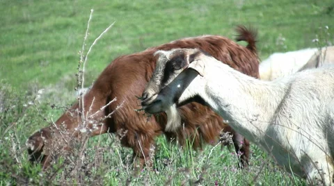 Goats Feeding Stock-Footage 2873379